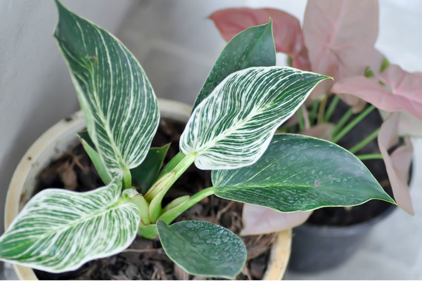 philodendron