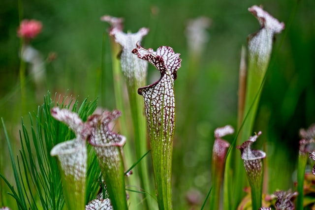 pitcher plant