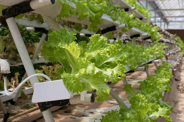 plants in hydroponic garden