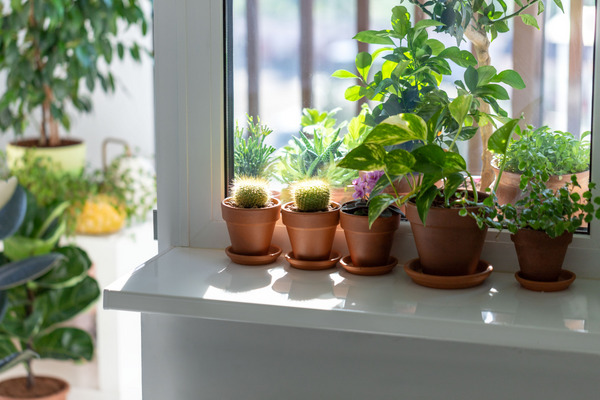 pothos in pots