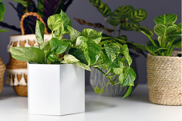 pothos plants