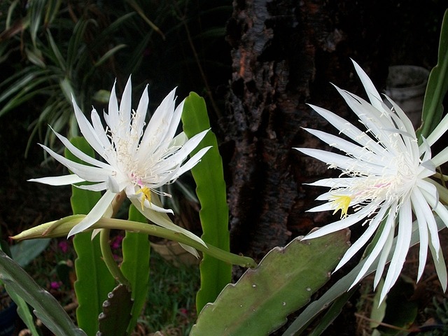 queen of the night