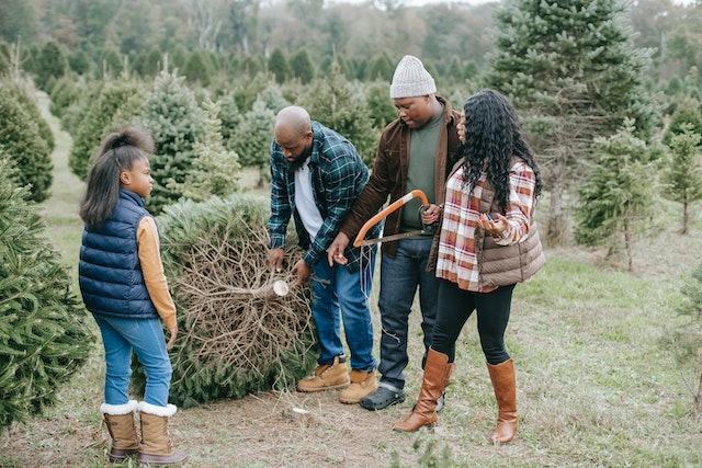 real christmas tree farm