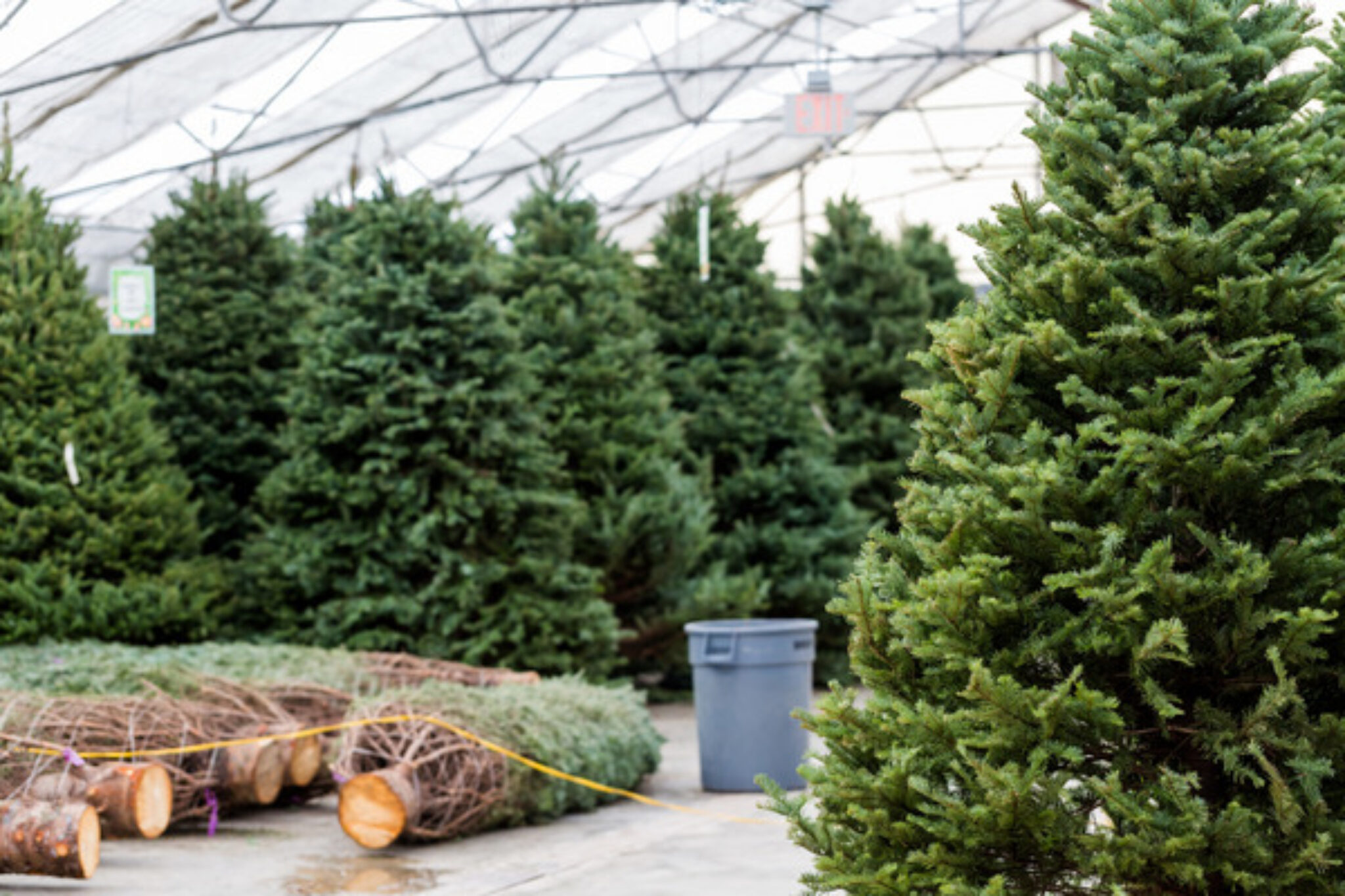 Are Christmas Trees Bad for the Environment? TopBackyards