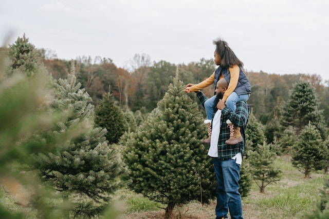 real christmas trees