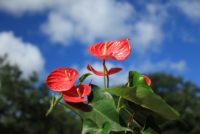 red anthurium