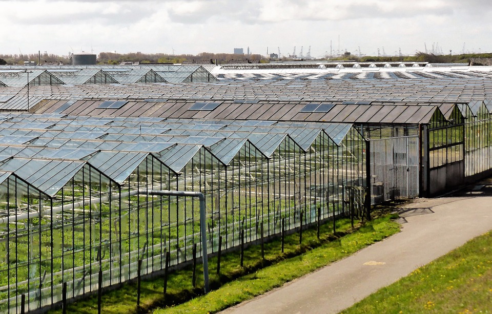 ridge and furrow greenhouse