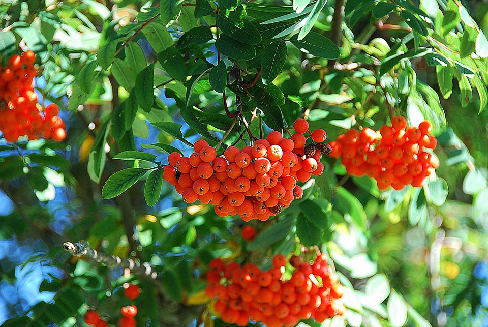 rowan tree