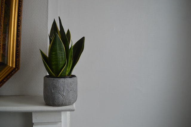 snake plant