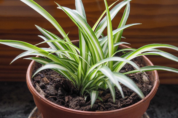 spider plant