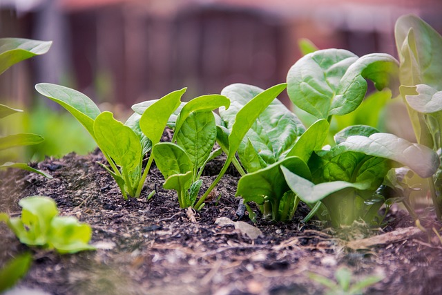 spinach