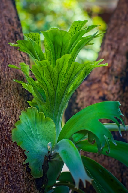 staghorn fern