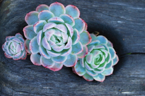 succulents