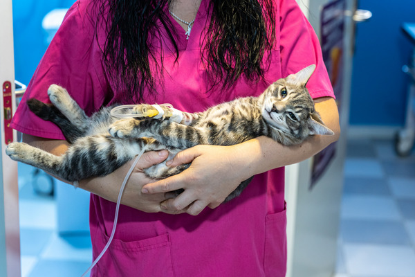 taking cat to vet