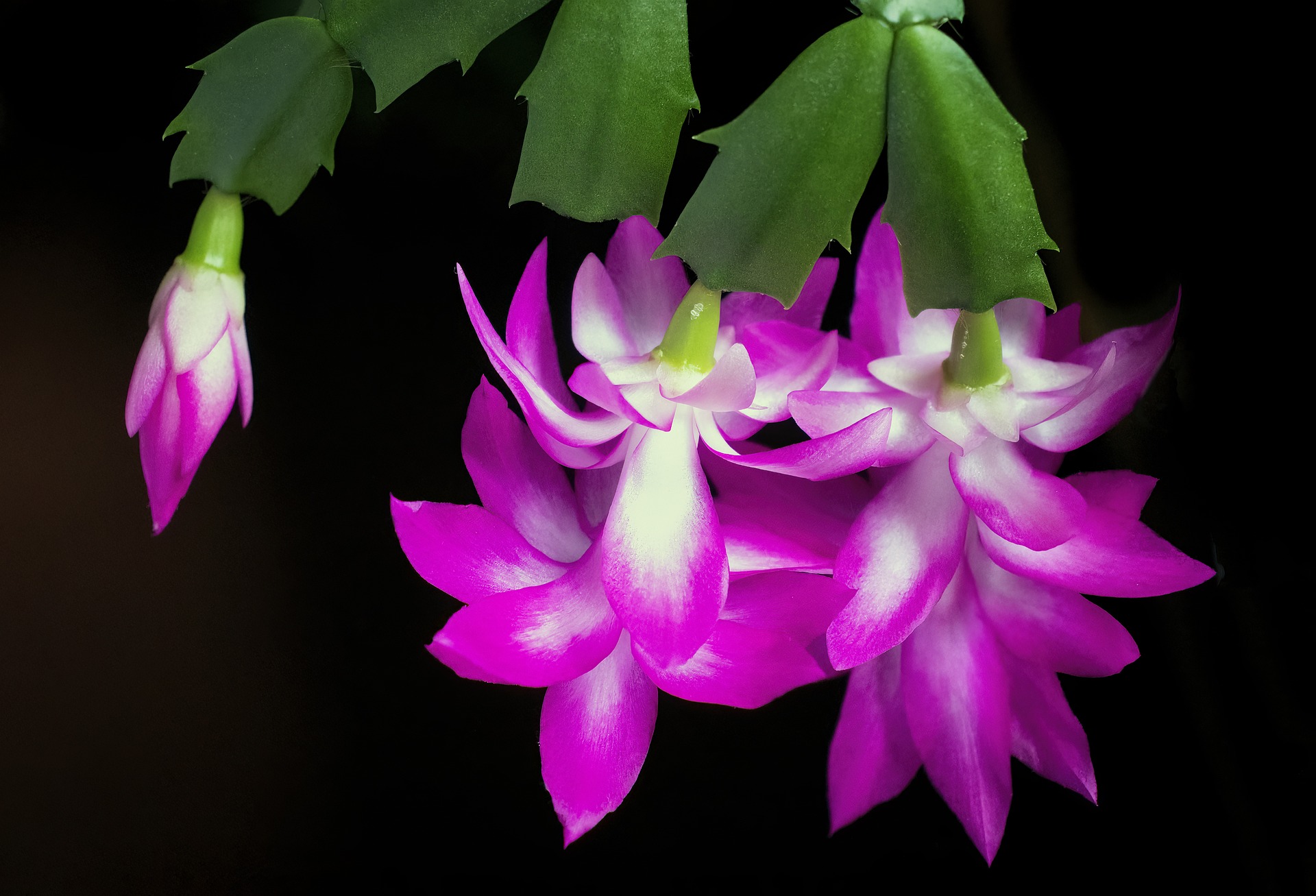 thanksgiving cactus gifts