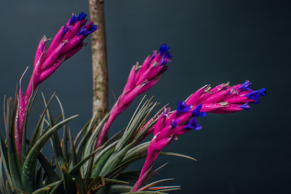 Tillandsia Aeranthos