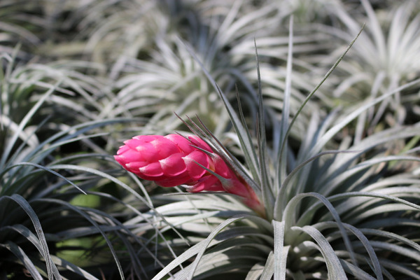 Tillandsia Aeranthos