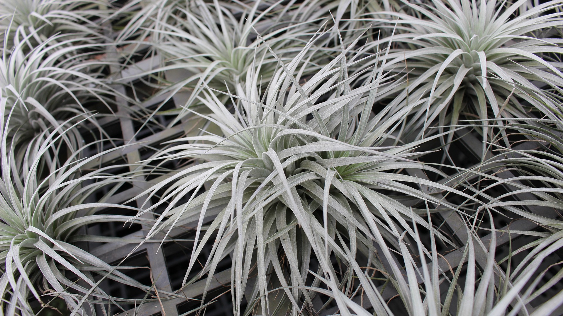 tillandsia air plant