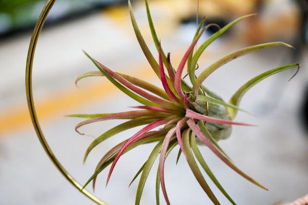 Tillandsia Brachycaulos