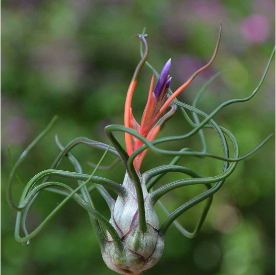 tillandsia bulbosa