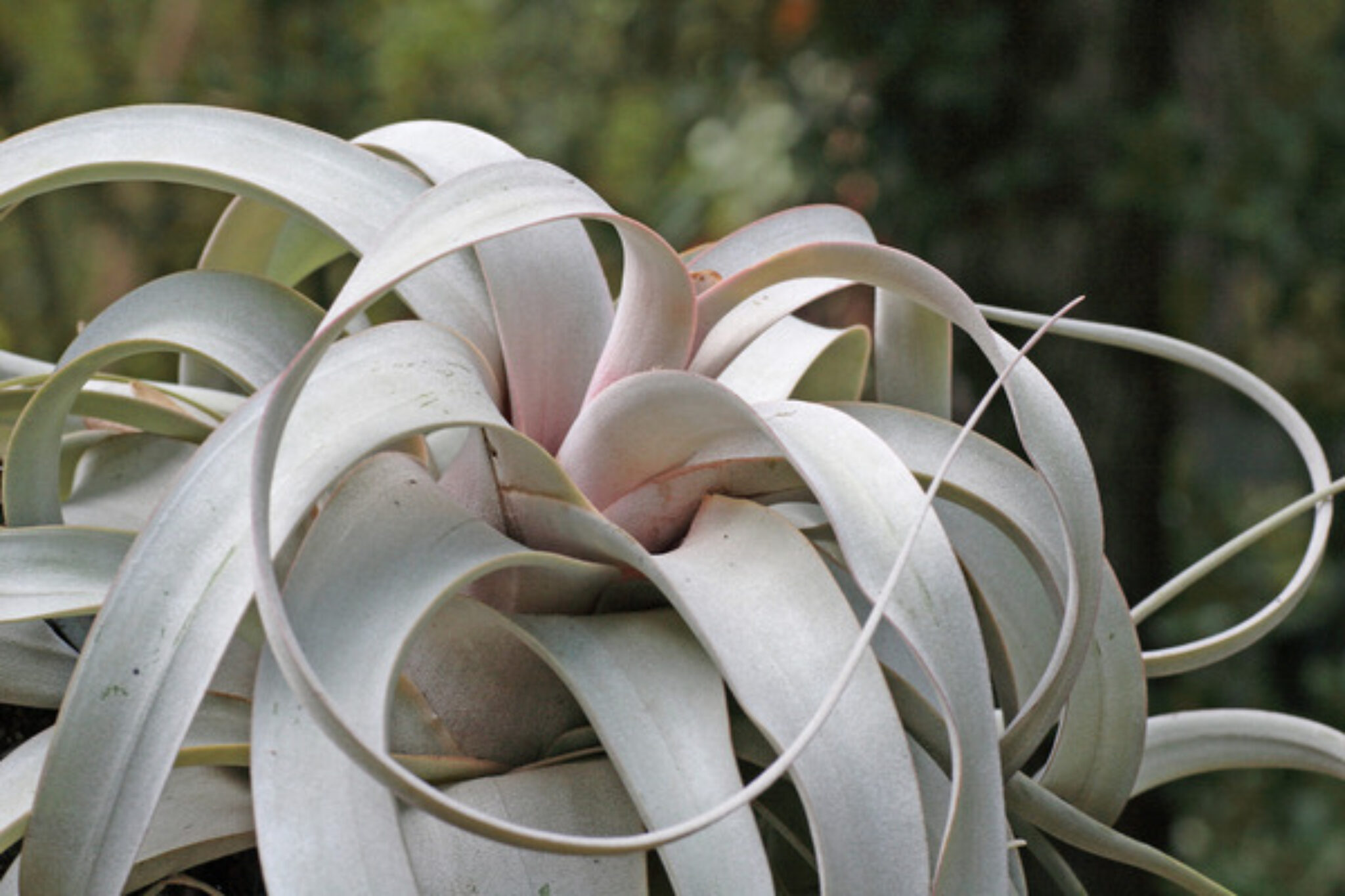 5 Best Air Plants for Your Home TopBackyards