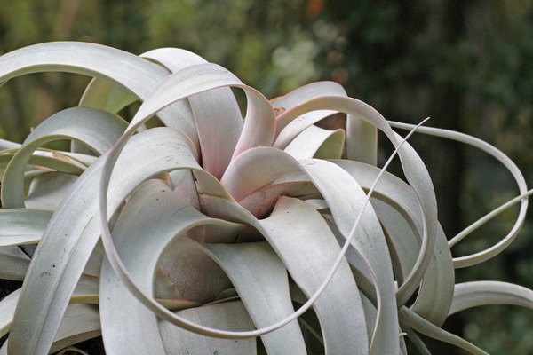 tillandsia xerographica