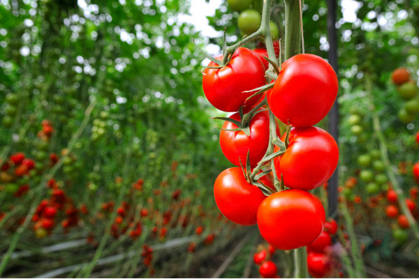 tomatoes