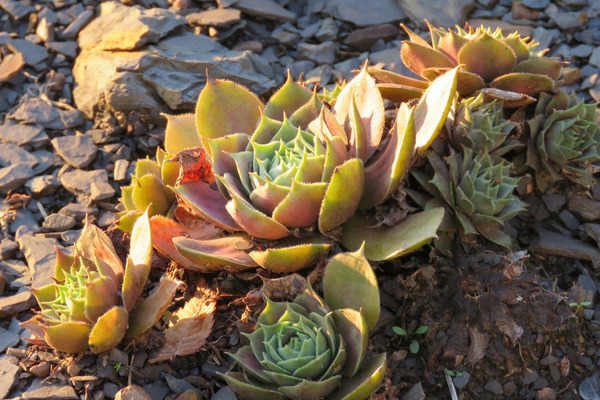 types of hens and chicks