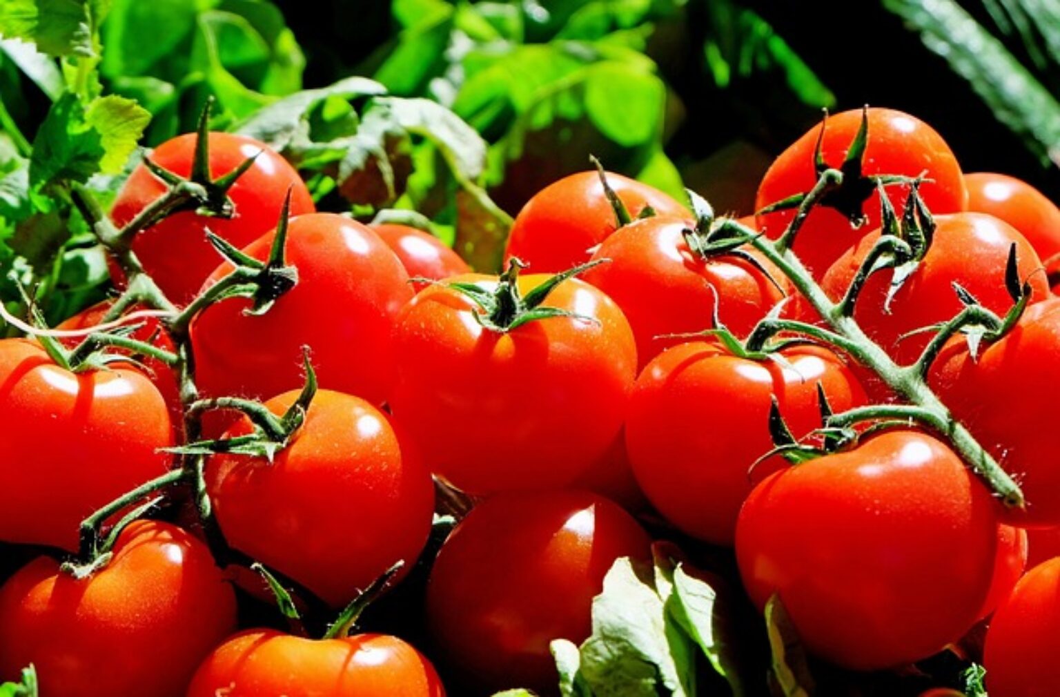 13 Most Popular Bush Tomato Varieties TopBackyards