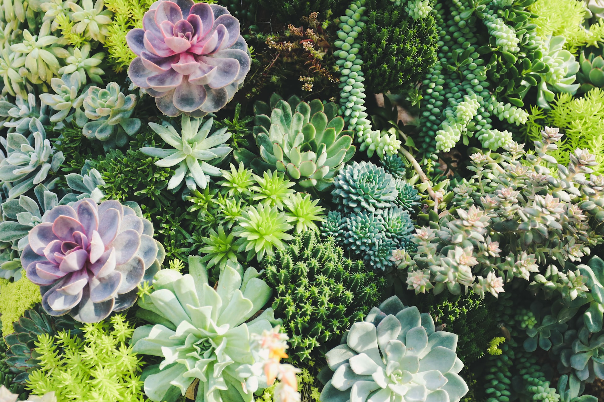 types of trailing succulents