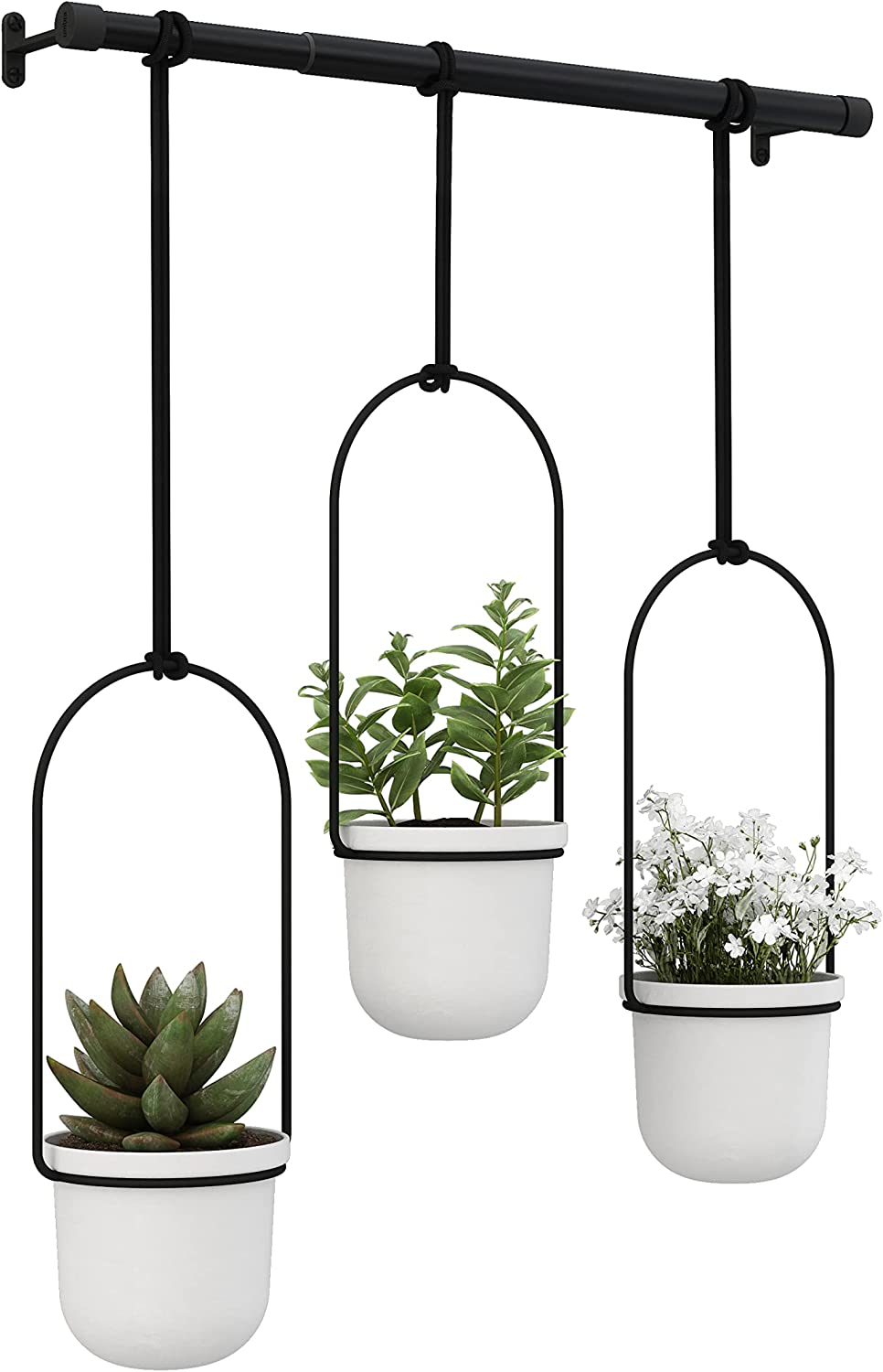 umbra triflora hanging planter