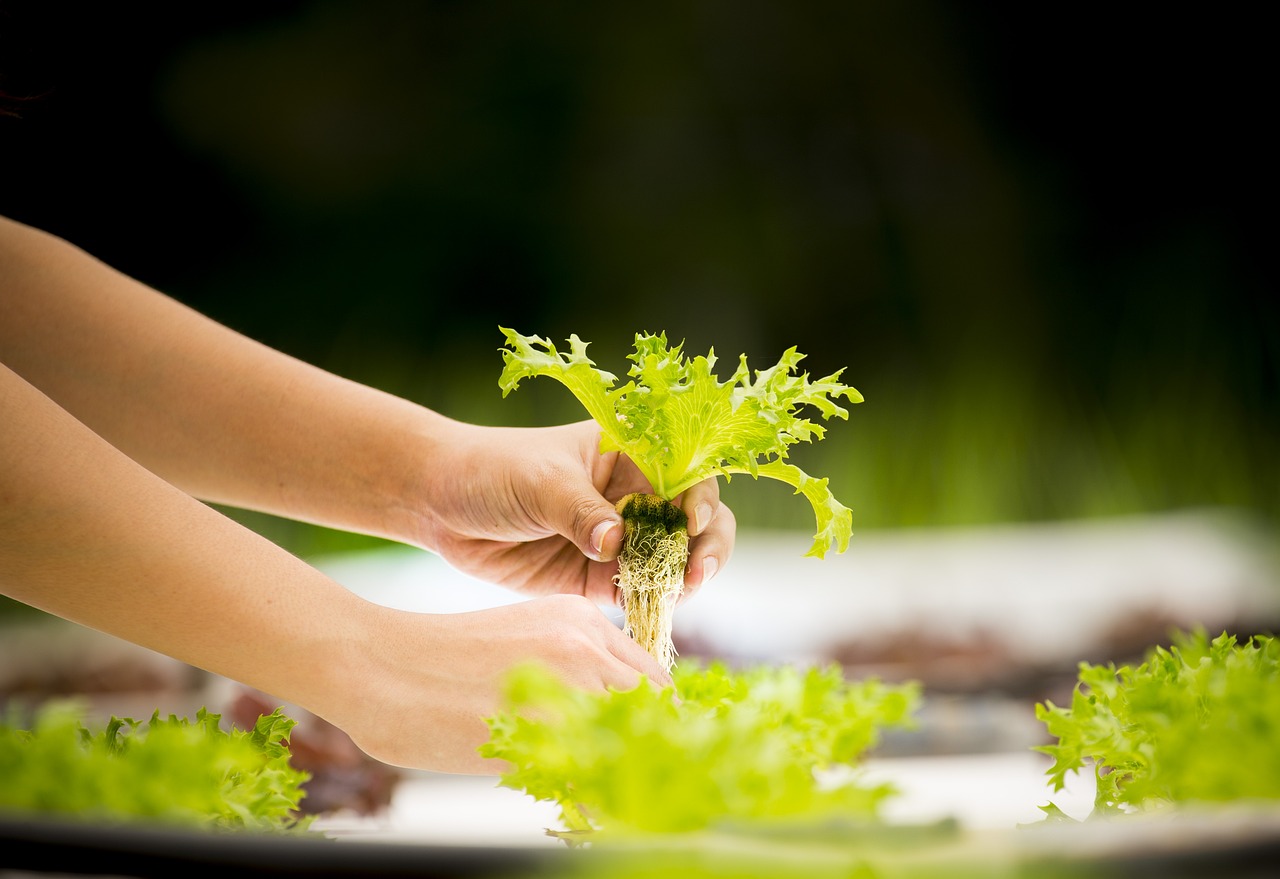 hydroponics garden