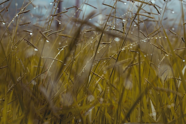 watering millet