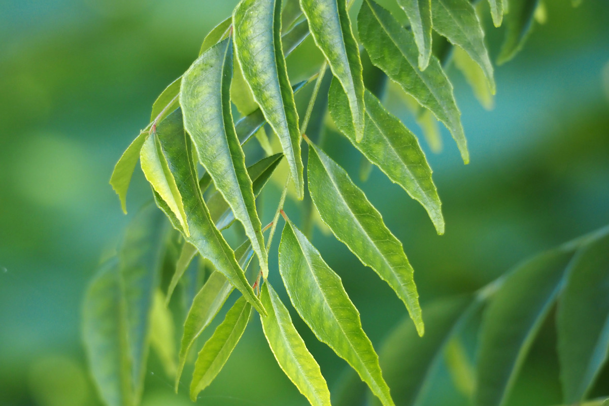 what are curry leaves
