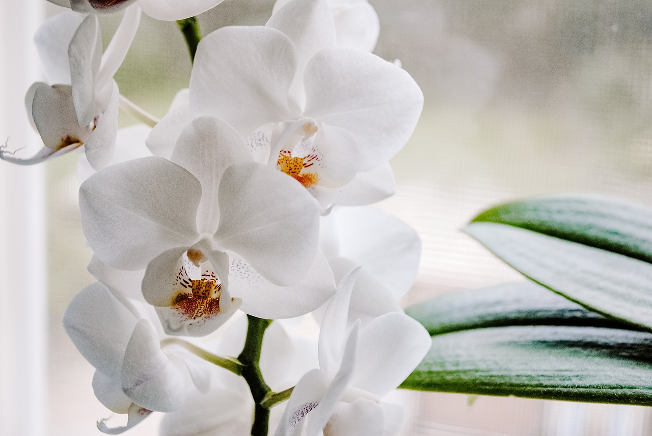 white orchids