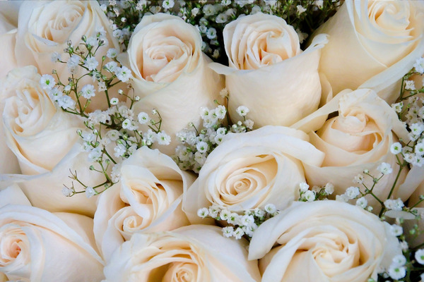 white roses