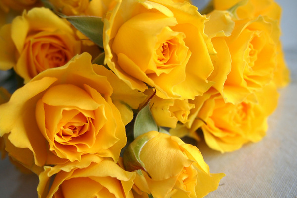 yellow rose