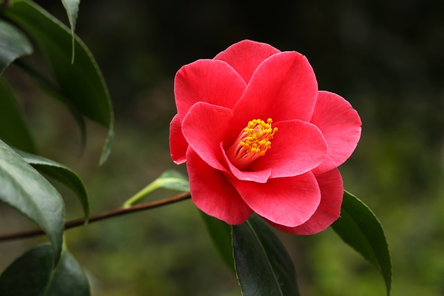 yuletide camellia