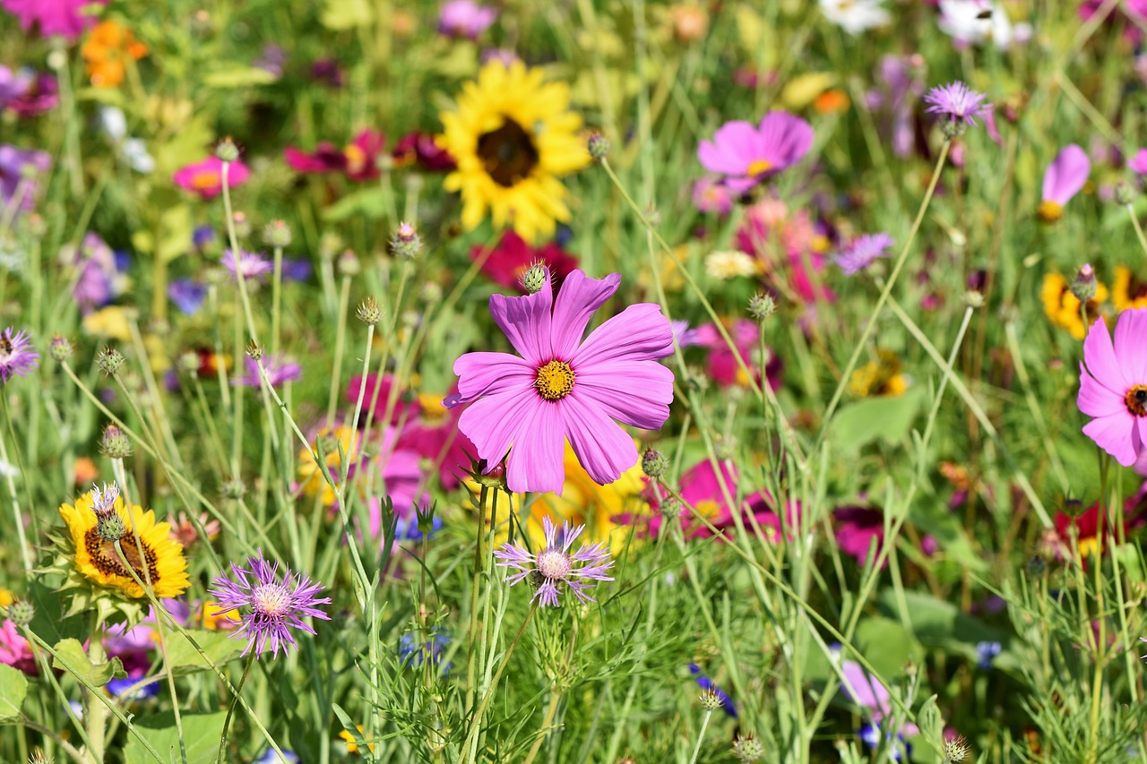 australian native flowers