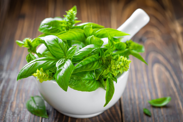 basil herbs