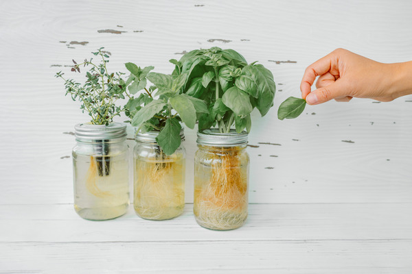 basil plant in container