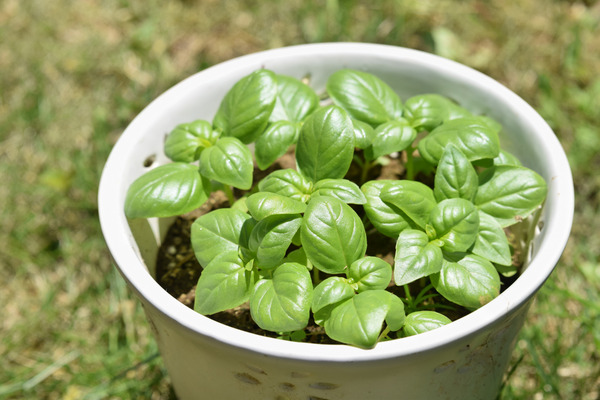basil plant in pot