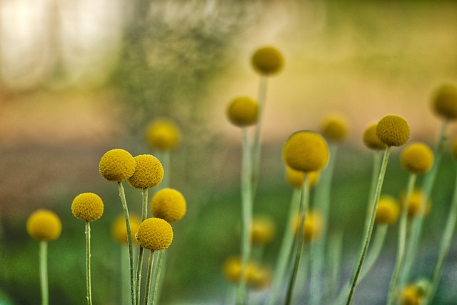 billy buttons