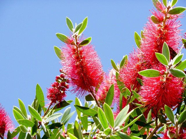 bottle brush