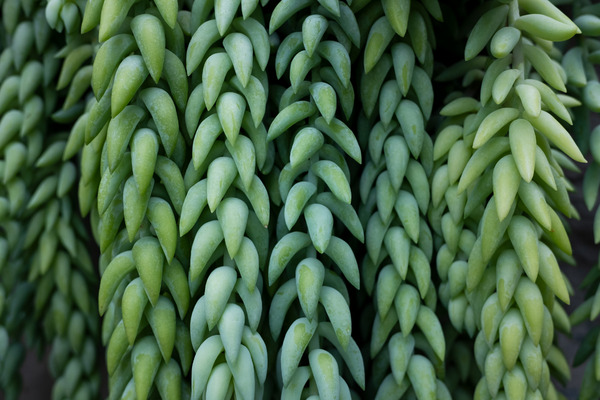 burro's tail plant