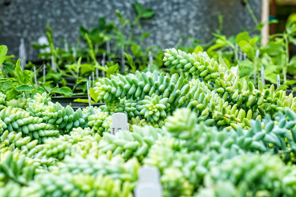 burros tail leaves