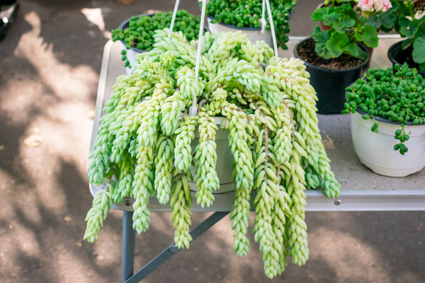 a burro's tail plant in a hanging basket