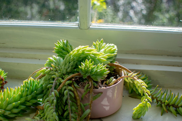 burros tail