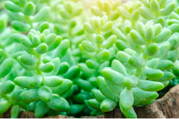 fleshy burro's tail leaves