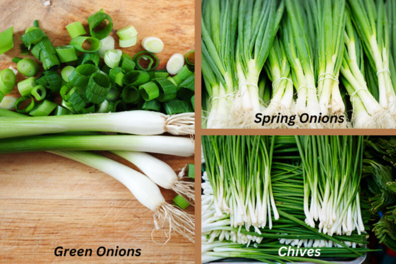 Green Onions vs. Spring Onions vs. Chives - TopBackyards